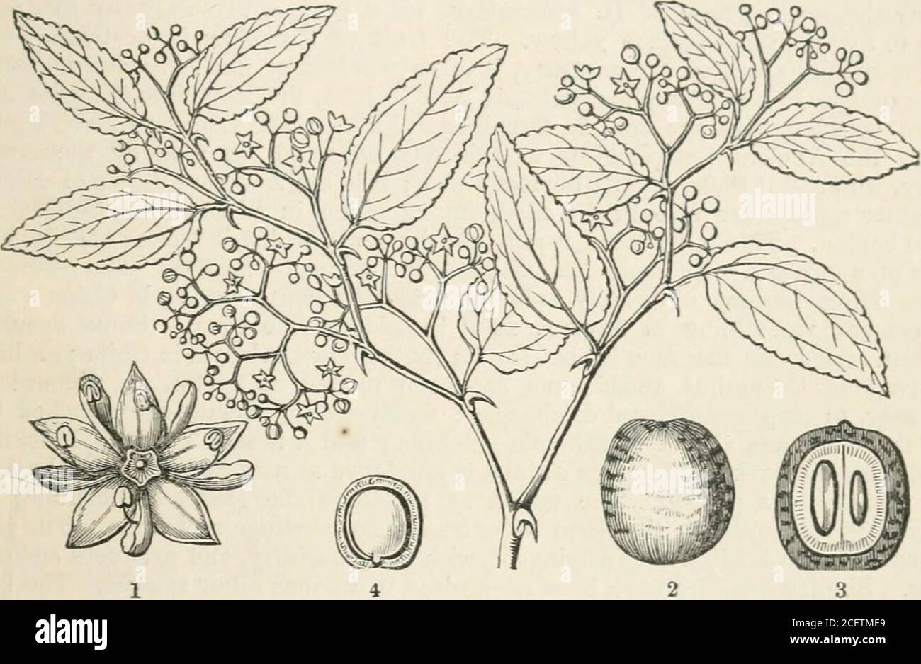 . The vegetable kingdom : or, The structure, classification, and uses of plants, illustrated upon the natural system. mmers. Solenostigma, Endl.Mertensia, H. B. K.? Bosea, Linn. Yerva-Mora, Ludw. II. Ulme^.—Ovary two-celled ; oiiles anatro-pal. Planera, Gmel. Abelicea, Hon. Belli. Zelkova, Spach.Euptelea, Zucc.Microptelea, Spach.Ulmus, Linn. Numbers. Gen. 9. Sp. 60. Urticacece.Position.—Rhamnacese.—Ulmace^.—Penseacese. TliymelacecB. Fig. CCCXCIII.—Ulmus campestris.—i^ea. 1. its flower; 2. its pistil; 3. its fruit; 4. its embryo. Rhamnales.] RHAMNACE^. 581 Order CCXXII. RHAMNACE^.—Rhamnads. Rh Stock Photo