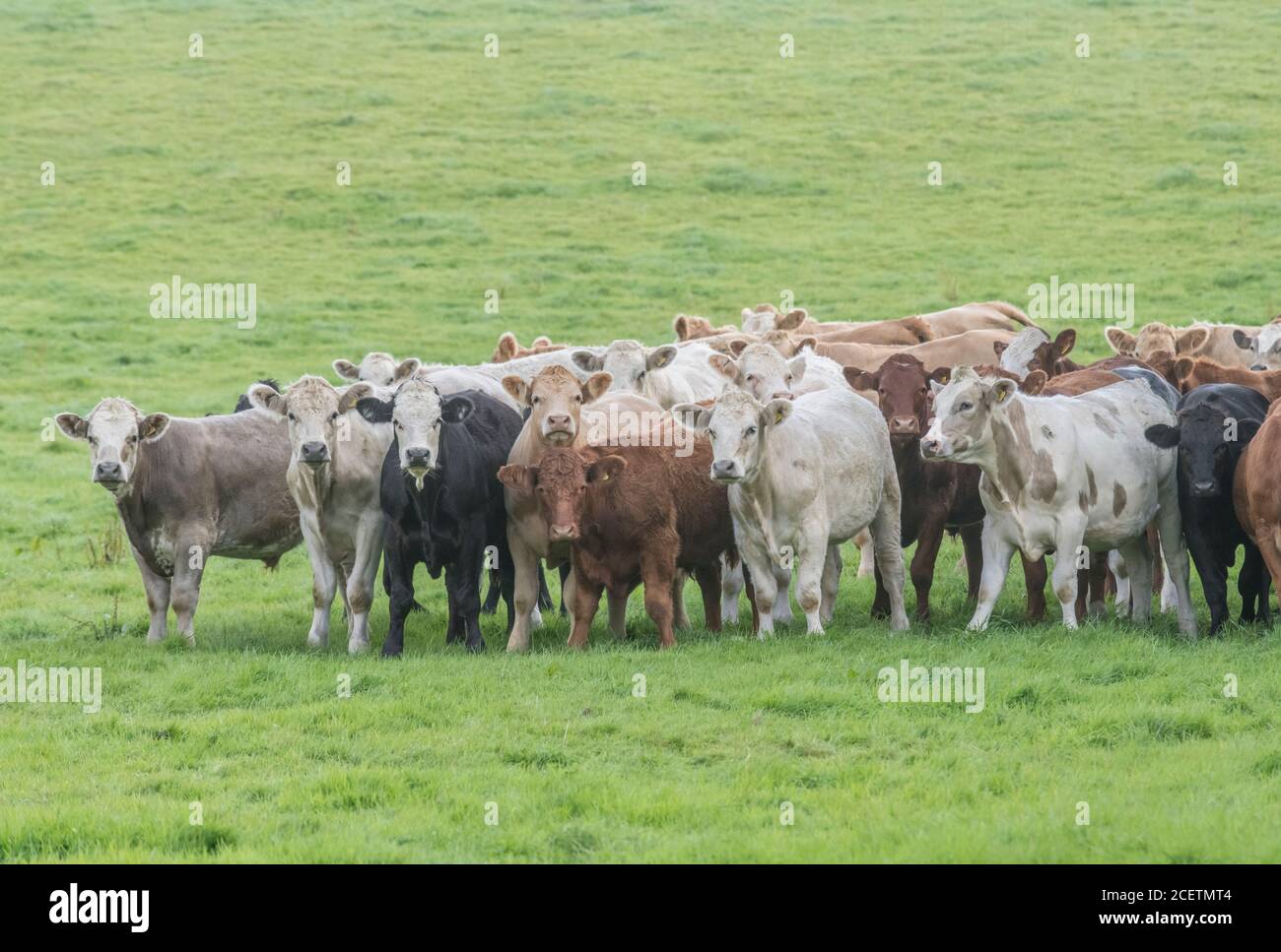 Small herd of young bullocks of mixed colours, standing & looking inquisitively at camera. For UK livestock industry, British beef, UK farming. Stock Photo