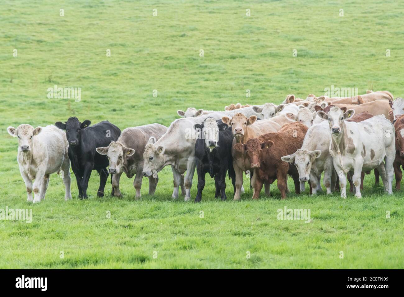 Small herd of young bullocks of mixed colours, standing & looking inquisitively at camera. For UK livestock industry, British beef, UK farming. Stock Photo