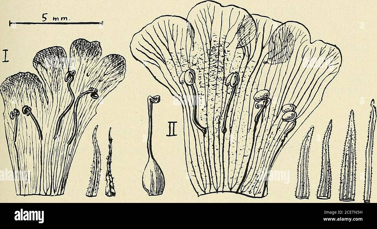 . Bulletin de la Société botanique de Genève. var. acutifolia (qnœ vix speciei forma!). -Choimt et Hassler, in Bull, de lHb. Boissier, II, IV (1904), 286. — Hassler.Conlr. FI. Chae.o (1909), 110. — Green.mann et Thompson, Annals MissouriRot. Gard., I (1914), 409. (53) M. MJNOD. CONTRIBUTION A L ETUDE DU GENRE STEMOD1A 207 Plante stolonante, émettant des racines adventives. Lextrémité desstolons se recourbe en une tige dressée, carrée, portant des feuillesopposées, tétrastiques, linéaires, coriaces, ayant jusquà six et septcentimètres de long sur cinq à huit millimètres de large. Les fleurssont Stock Photo
