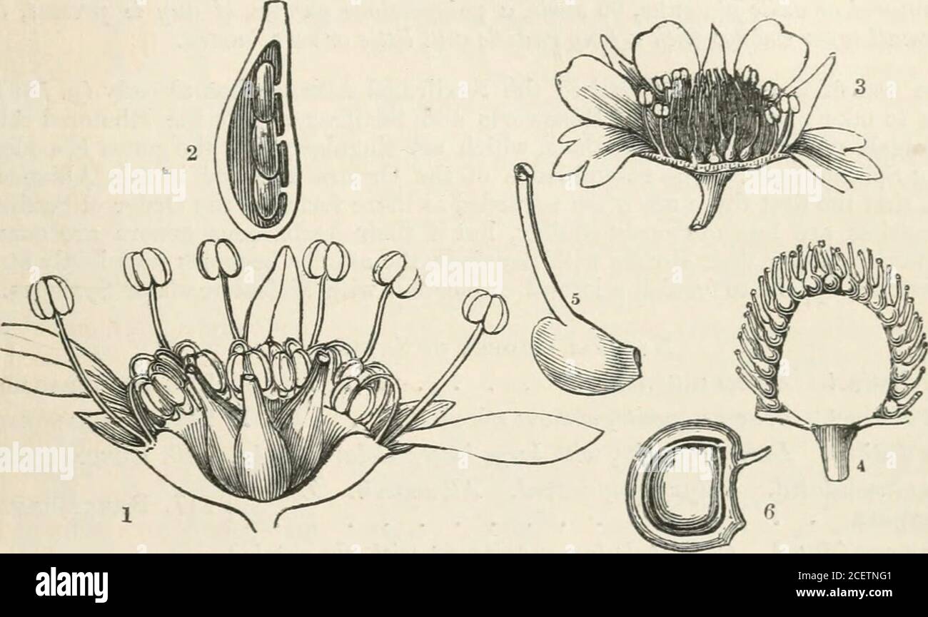 . The vegetable kingdom : or, The structure, classification, and uses of plants, illustrated upon the natural system. inn. Caryophyllata, Toiira. Stilipus, Raf.Cowania, JJon.Coluria, R. Br. Laxmannia, Fisch.Dryas, Linn.III. Sptr.t.id.e.— Calyx tube herbaceous. Fruit a ring of follicles. Seeds un winged.Ken-ia, BC.Spiraea, Linn. Ulmaria, Tournef. Filipendula, Tournef Barha caprce, Tournef. Physocarpus, Camb. Cham&lt;edryon, Ser. Sorbaria, Ser. Gr. Sehizonotus, Lindl. Aruncus, Ser. Ulmaria, Monch.Neillia, Do)i.Gillenia, Miinch.Nuttallia, Torr. et A.Rhodotypus, Ziicc.Stephanandra, Zucc.Brayera, K Stock Photo