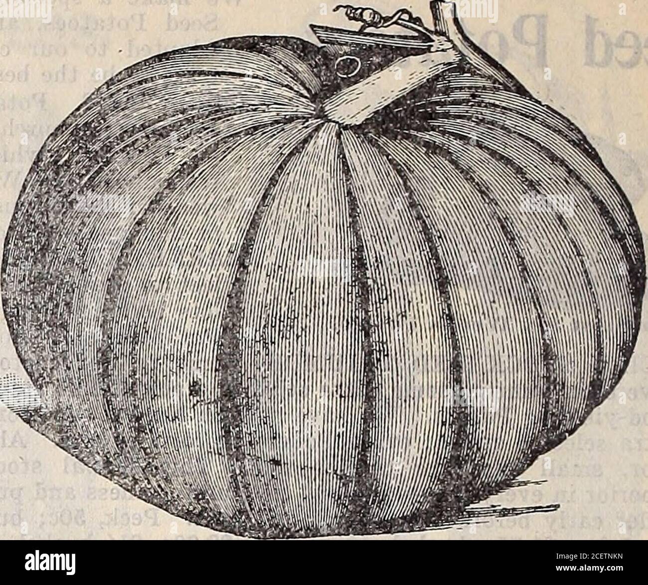 . 1906 annual catalogue / Otto Schwill & Co. 08 Pumpkins. Culture—One pound will plant 40 hills; 5 pounds will plant anacre. Plant in hills 8 or 10 feet apart each way, allowing4 seeds to a hill. In other respects they are cultivated asMelons and Cucumbers. Mammoth Red Etampes—A strain of Cheese Pumpkin, withflesh fully twice as thick; orange color; fine grained; sweet.Packet, 4c; 1 oz., 8c; 2 oz., 15c; % lb., 25c; 1 lb., 75c. Post-age paid. Tennessee Sweet Potato—Pear-shaped; medium size; flesh andskin creamy white; fine grained; sweet and delicious.Packet, 4c; 1 oz., 8c; 2 oz., 12c; % lb., 2 Stock Photo
