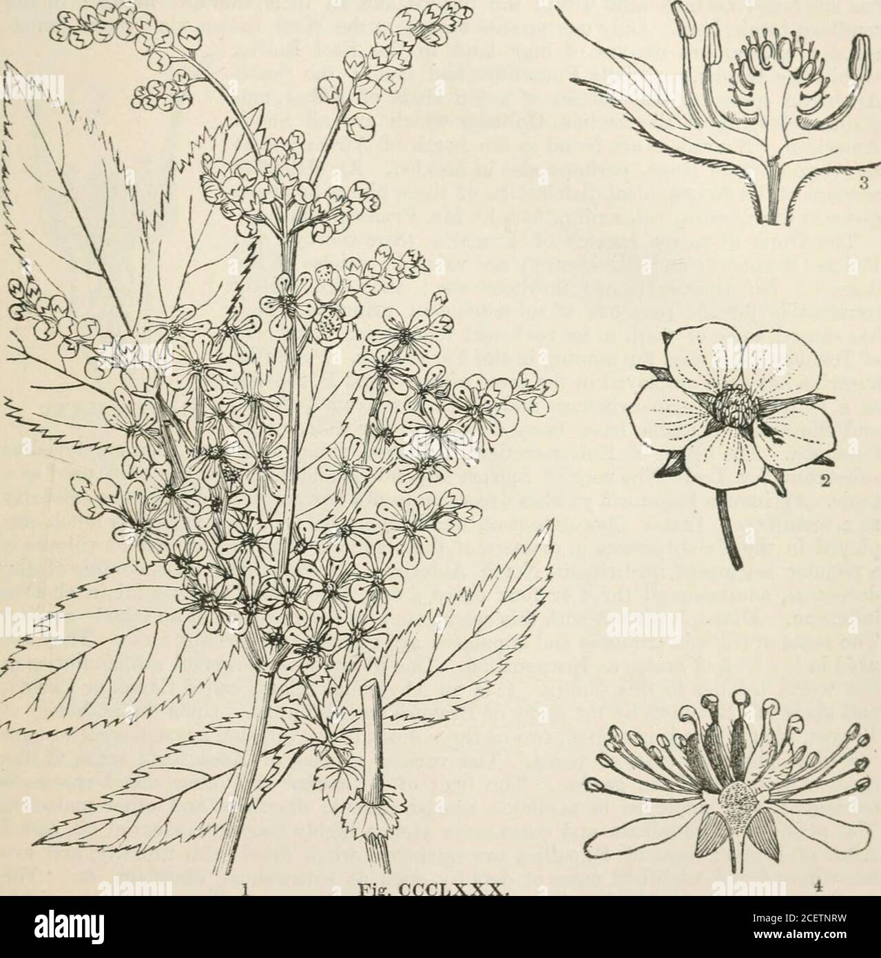 . The vegetable kingdom : or, The structure, classification, and uses of plants, illustrated upon the natural system. orst. GENERA. Ptilochaeta, Turcz.Sanguisorba, Linn.Poterium, Linn.Bencomia, Webb.Leucosidea, Eckl.etZeph. Tetraglochin, Popp.Polylepis, Ruiz et Pav.MargjTicarpus, Ruizet P.Cliffortia, Linn.Morilandia, Neck. Numbers. Gen. 12. Sp. 125. Scleranthacece.Position.—Drupacese.—Sanguisorbace^.—Rosacese.NydaginacecB. ROSALES.] TflOSACE^:. 563 Order CCXIII. ROSACE^E.—Roseworts. Ros&cesp, Jim. Gen.334. in part. (1789); DC. Prodr. 2. 525 ; Endl. Gen. cclxxii.; Mei.tner Gen v 101 —§ Sanguiso Stock Photo