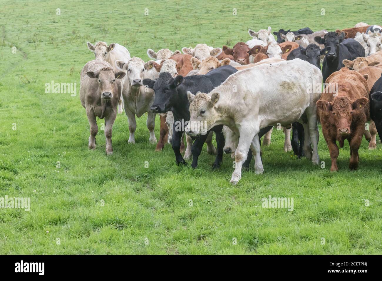 Small herd of young bullocks of mixed colours, standing & looking inquisitively at camera. For UK livestock industry, British beef, UK farming. Stock Photo