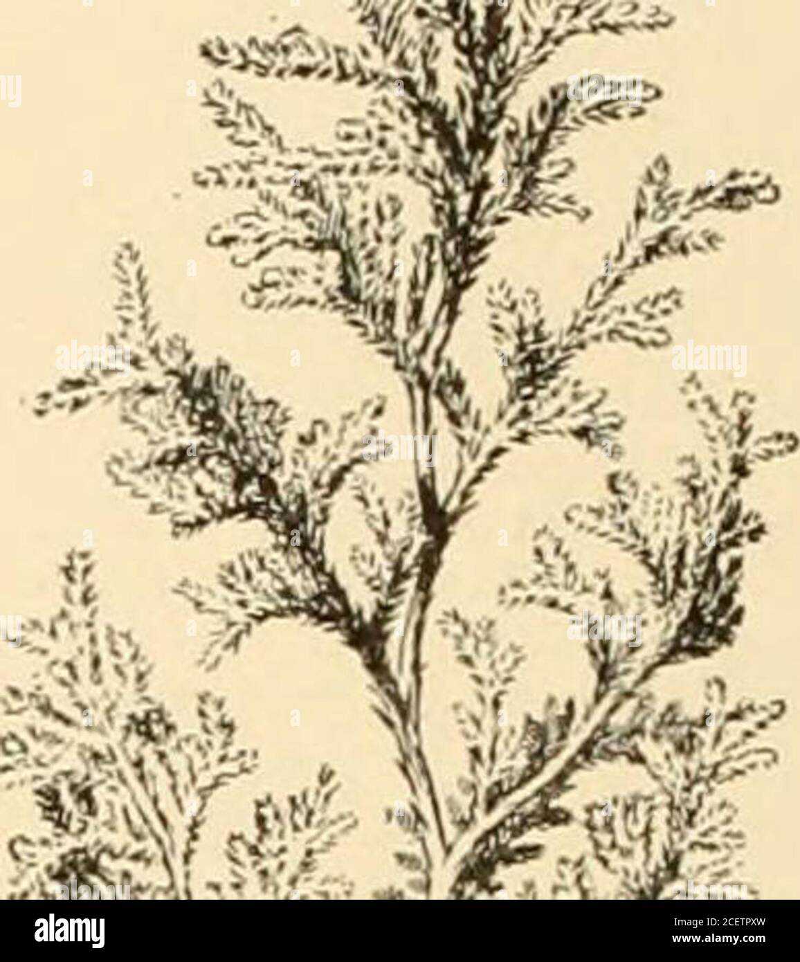 . Cyclopedia of American horticulture : comprising suggestions for cultivation of horticultural plants, descriptions of the species of fruits, vegetables, flowers, and ornamental plants sold in the United States and Canada, together with geographical and biographical sketches. 417. Chamaecyparis pisifera. heat can be given, it will hasten the development of rootsconsiderably. All the so-called Retinosporas and thedwarfer forms, and most of the varieties of C. Lawsoni- CHAM^CYPABIS (tna, are readily increased in this way, while the typicalforms of U. Nutkaensis, ohtusa and sphmroidea do notgrow Stock Photo