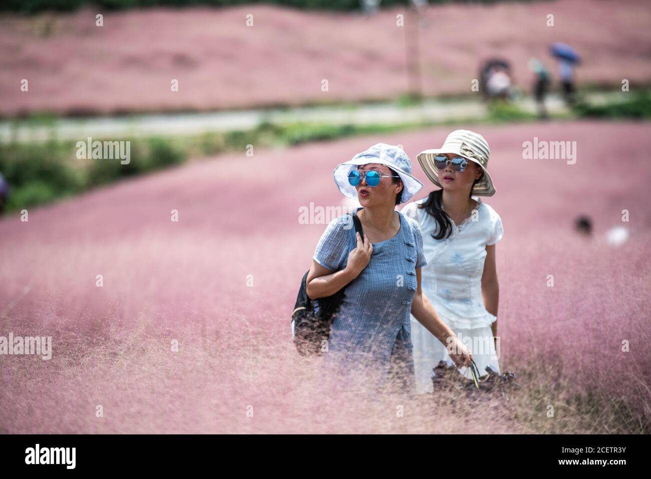 (200902) -- CHANGSHUN, Sept. 2, 2020 (Xinhua) -- Tourists have fun in a field of pink grass (muhlenbergia capillaris) at Shenquangu scenic area in Changshun County of southwest China's Guizhou Province, Sept. 2, 2020. (Xinhua/Tao Liang) Stock Photo