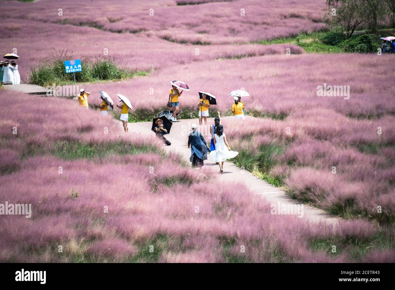(200902) -- CHANGSHUN, Sept. 2, 2020 (Xinhua) -- Tourists have fun in a field of pink grass (muhlenbergia capillaris) at Shenquangu scenic area in Changshun County of southwest China's Guizhou Province, Sept. 2, 2020. (Xinhua/Tao Liang) Stock Photo