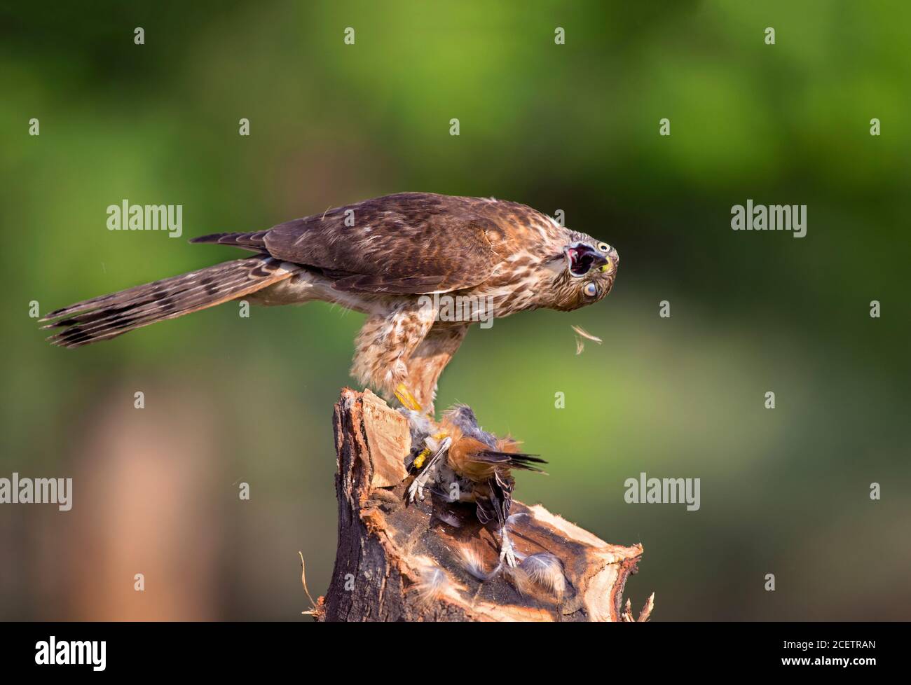 black shouldered kite, shikra, falcon, eagle, osprey , kestrel and