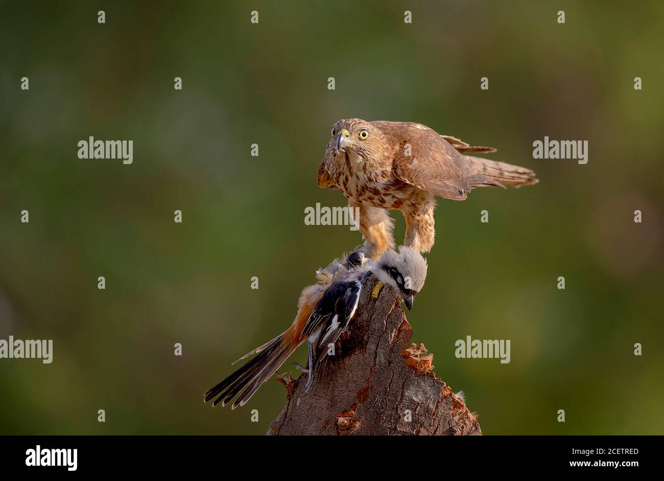 black shouldered kite, shikra, falcon, eagle, osprey , kestrel and