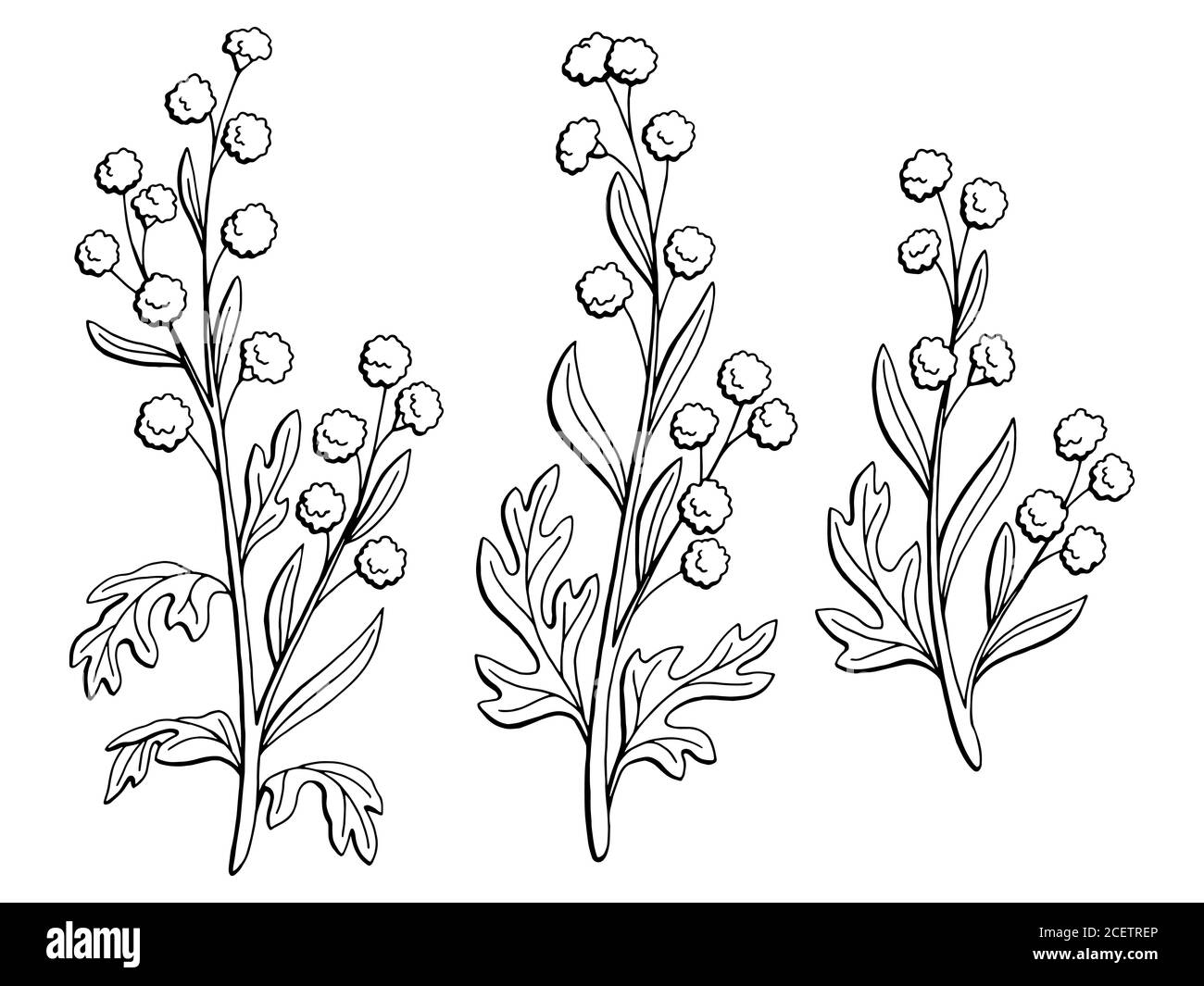 Artemisia plant graphic black white isolated sketch illustration vector Stock Vector