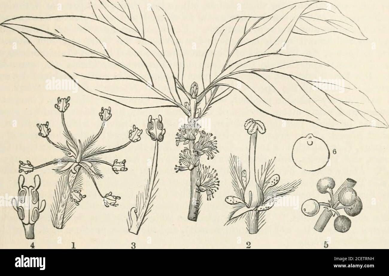 . The vegetable kingdom : or, The structure, classification, and uses of plants, illustrated upon the natural system. cia, Low. Helitophyllum, Blvim.KnigMia, R. Br. Eucarpha, R. Br. Embothrium, Forst.Oreocallis, R. Br.Telopea, R. Br. Hylogyne,, Salisb.Lomatia, R. Br. Tricondylus, Salisb. Amphiloma, Endl.Stenocai-pus, R. Br. Cyhele, Salisb. [Perigynous Exogens.Tribe II. Banksidae. Banksia, Linn.fil. Isostylis, R. Br.Dryandra, R. Br. Josephia, Salisb.Hemiclidia, R. Br. ? Agnostus, A. Cunn.? Cylindria, Lour. Numbers. Gen. 44. Sp. 650. Santalacece.Position.—Thymelaceae.—PROTEACE^.—Laui-aceEe. Daph Stock Photo