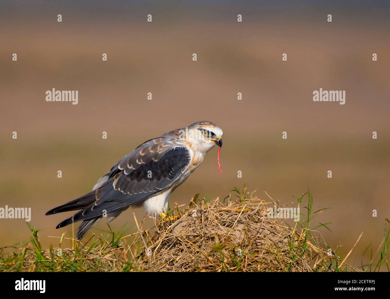 black shouldered kite, shikra, falcon, eagle, osprey , kestrel and