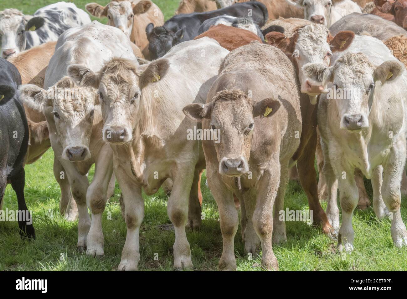 Small group of young bullocks of mixed colours, standing & looking inquisitively at camera. For UK livestock industry, British beef, UK farming. Stock Photo