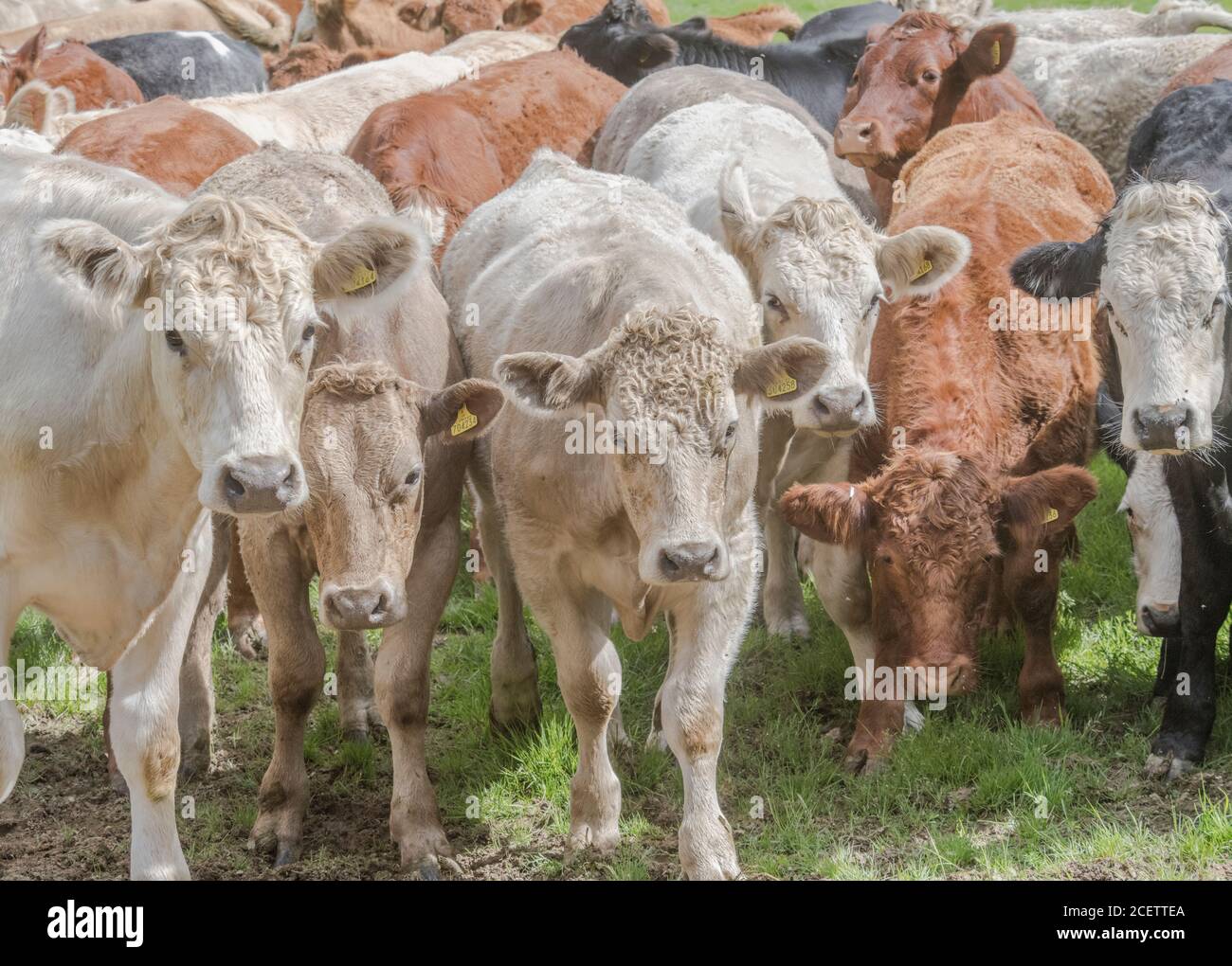Small group of young bullocks of mixed colours, standing & looking inquisitively at camera. For UK livestock industry, British beef, UK farming. Stock Photo