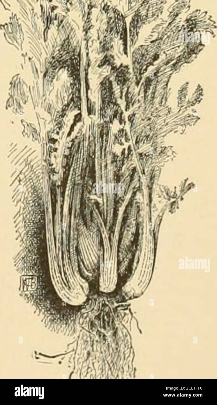 . Cyclopedia of American horticulture : comprising suggestions for cultivation of horticultural plants, descriptions of the species of fruits, vegetables, flowers, and ornamental plants sold in the United States and Canada, together with geographical and biographical sketches. ,m 402 A good Celery plant of tl 403 The Boston ideal 272 CELERY maclii for the piu-|.o:September 20 1 plant-cloth protection against the bright sunlight andfrequent winds that prevail during April and May inthis latitude. Close watching and spraying twice eachday will bring the seed up, and, after the fourth leafis we Stock Photo