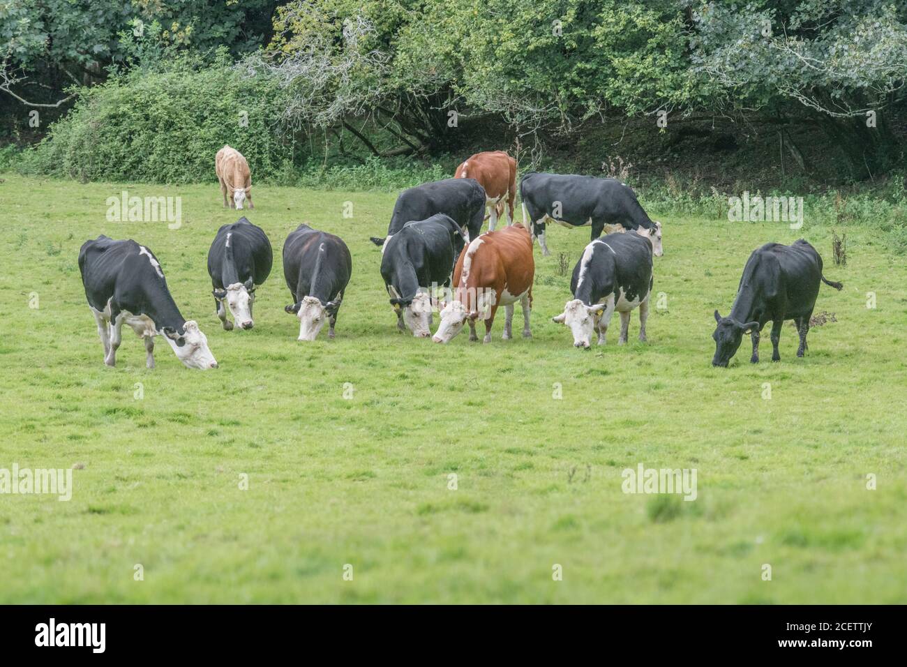 Herd of cows idly grazing lush grass. For UK livestock, cattle, and