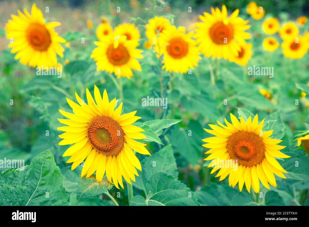 Retro image of sunflowers . Scenery of agricultural field Stock Photo
