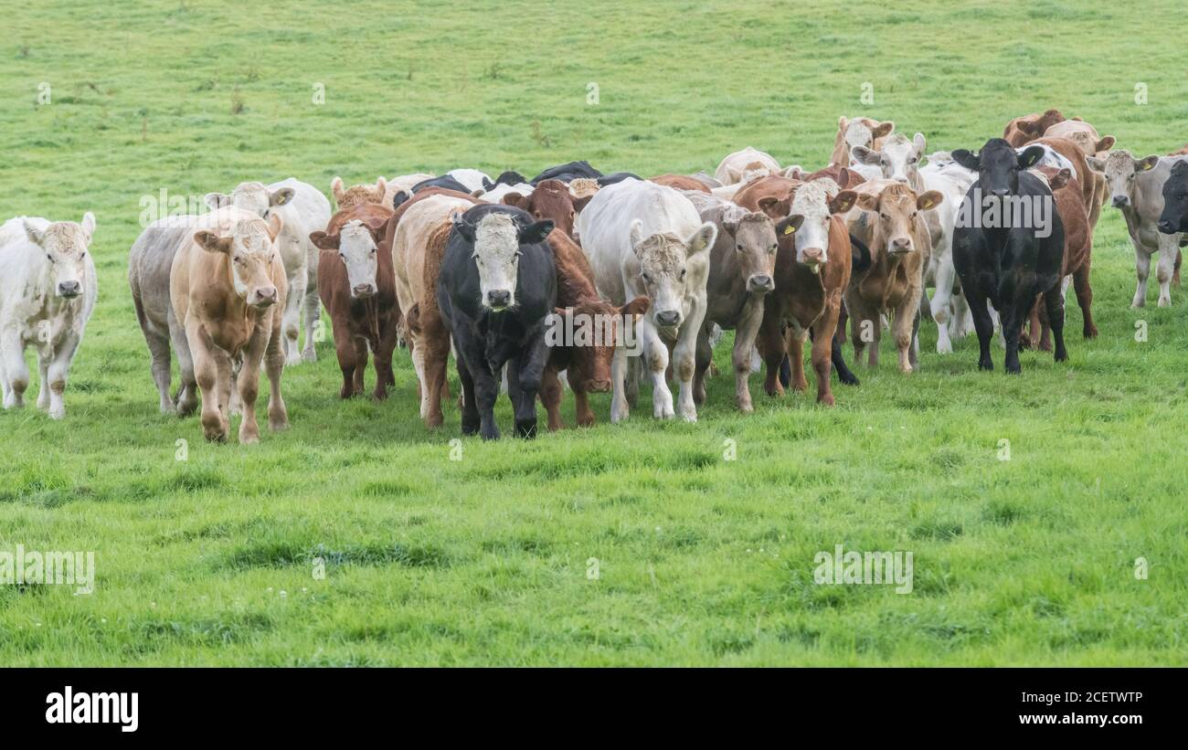 Field 16:9 format. Small herd of young bullocks of mixed colours, standing & looking inquisitively at camera. For UK livestock industry, British beef. Stock Photo