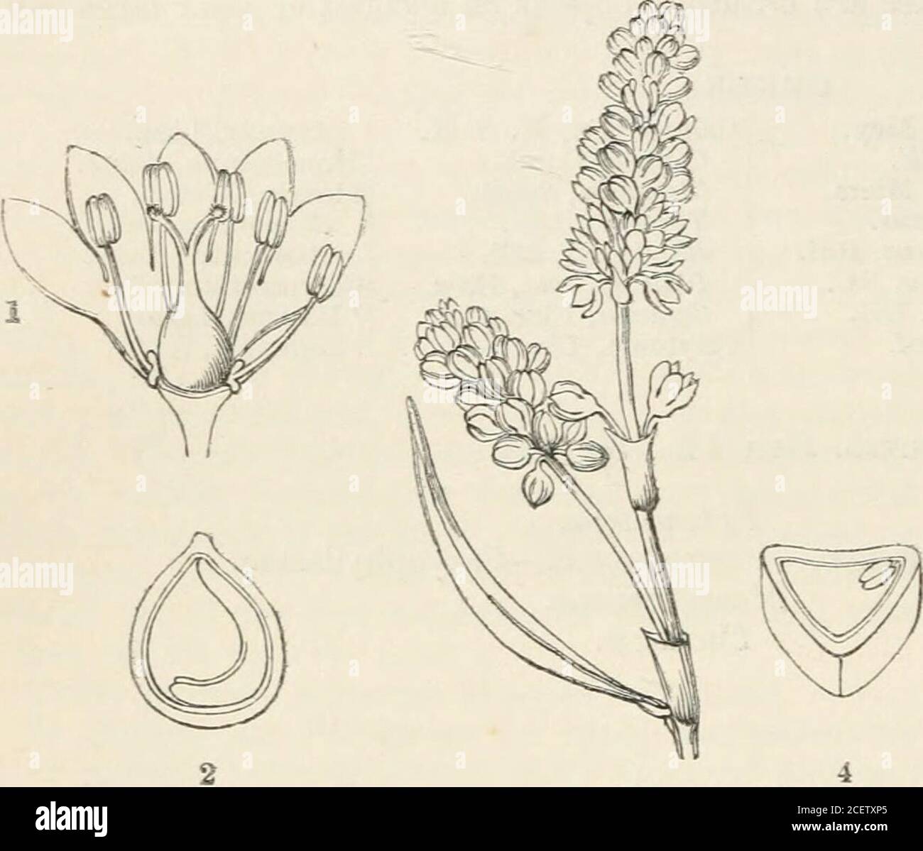 . The vegetable kingdom : or, The structure, classification, and uses of plants, illustrated upon the natural system. ranthus, Raf. Talinastrum, DC. Talinellum, DC. Eutmon, Raf. Calandrinia, H. B. K. Cosmia, Domb. Cistanthe, Spach. Tegneria^ Lilj. Rhodopsis, Lilj. Phacosperma, Haw. Geunsia, Flor. mex.Claytonia, Linn. Limnia, Linn.Monocoamia, Fenzl.Montia, Michel. Cameraria, Dill. Alsinoides, Vaill.Caljptridium, Nutt.? Ullucus, Lozan.? Leptrinia, Ra/. Numbers. Gen. 12. Sp. 184. PrimuliiceeB.Position.—lUecebraceae.—Portulace^.—Caiyophyllacete.Mesemhryaceoe.Cactacece. 502 POLYGONACE^, [Hypogynous Stock Photo
