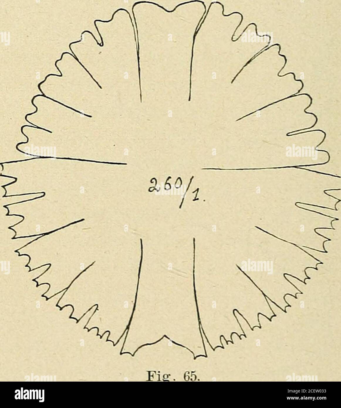 . Bulletin de la Société botanique de Genève. 19 p; lat. isth. 5,5-6 u. Assez rare. 33. Euaslrum montanum West, /?/•//. Desmid.,II, p. 58, pi. XXXIX, fig. 8 = Cosmarium su- breinschii Sclimidle var. Boldtiana Schmidle, Berner Alp., 1894, p. 90,pi. VI, fig. 8. Long. 20-23,5/*; lat. 14,5-19/*; lat. isth. 10,5-11 ^.Voisinage du Todtensee; assez rare. 34. Euastrum insulare (Wittr.) Roy. West, Brit. Desmid., II, p. 68pi. XL, fig. 11-13. Long. 24 //; lat. 14,5 /r, lath. isth. 5 ii. Peu fréquent- 35. Euastrum vèrrucosumEhrenb. Très abondant;Tune des Desmidiacées lesplus communes du Grimsel. 36. Miera Stock Photo