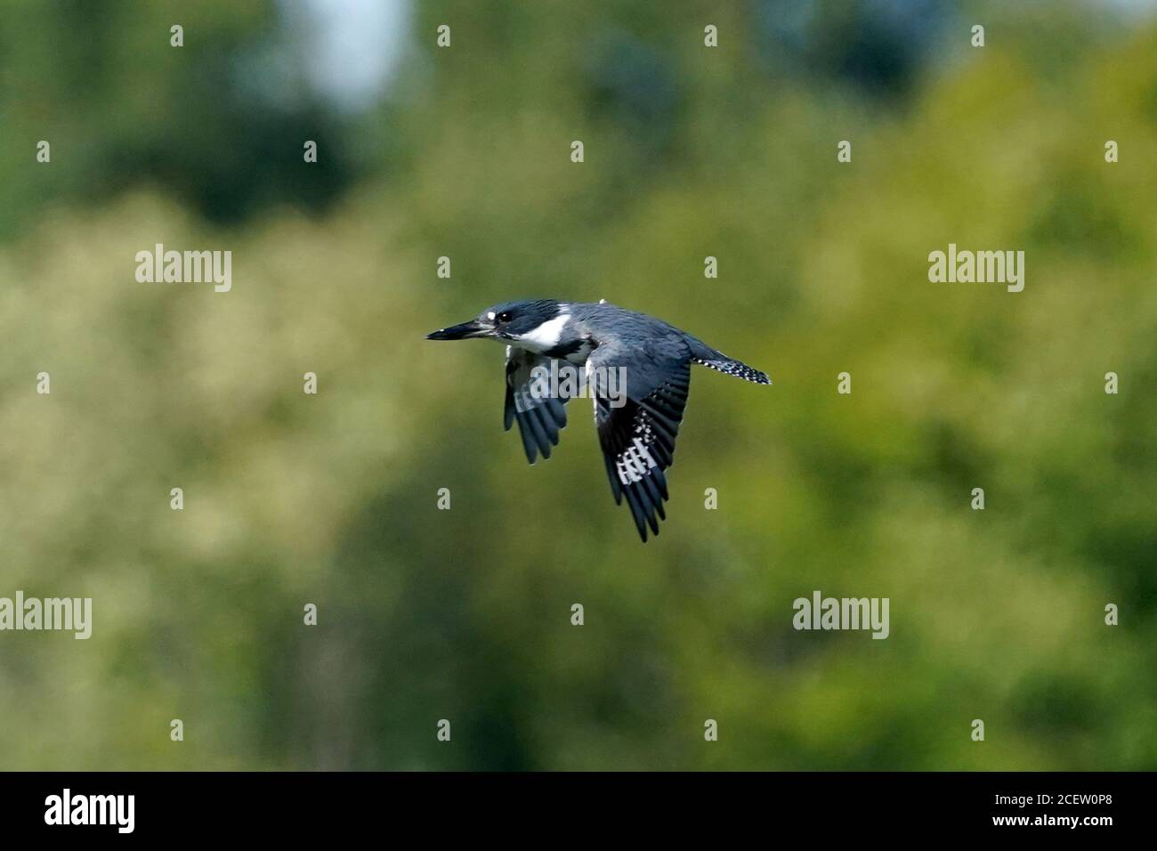 Belted Kingfisher Stock Photo