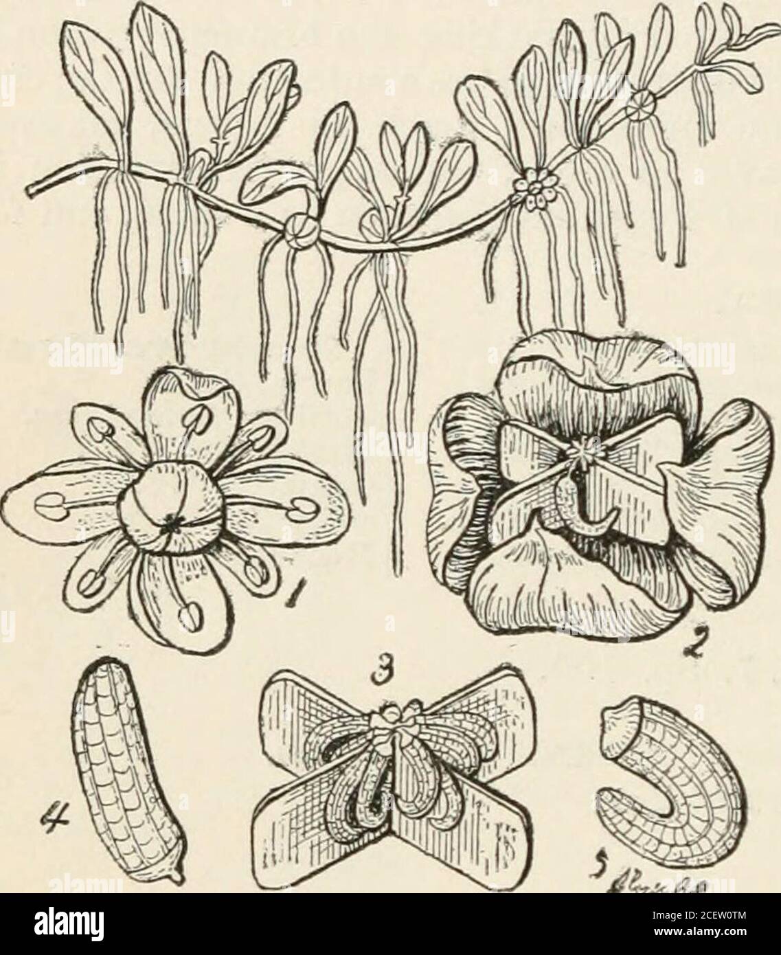 . The vegetable kingdom : or, The structure, classification, and uses of plants, illustrated upon the natural system. when itfalls in a heavy shower. The flowers of Zygophyllum Fabago area substitute for Capers;the smell of Z. simplex is so detestable that no animal will touch the foUage, not eventhe camel ; the Arabs, however, beat the leaves in water, and apply the infusion indiseases of the eyes. The Turks use the seeds of Peganum Harmala as a spice, and fordyeing red. GENERA. I. Tribule-e. — SeedsjII. Zygophylle^. without albumen. Tribulus, Townef.Kallstromia, &lt;Sct»p. Ehrenbergia, Mart. Stock Photo