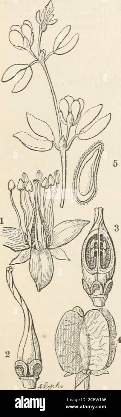 . The vegetable kingdom : or, The structure, classification, and uses of plants, illustrated upon the natural system. which is of great importance in many natmal famihes, is of less value in Eeancapers.(See many good remarks upon this subject in Browns Appendix to Denham, p. 27.)An anonymous author expresses his opinion (lAnncea, xv. 249.) that the true affinityof this Order is ^ith Oxalids, not Rueworts. He would not however keep them in theneighbom-hood of CranesbiUs, but thinks Mallowworts theu true relations. Guaiacum, Porheria, and LaiTea, are peculiar to America. Fagonia is distributedo Stock Photo