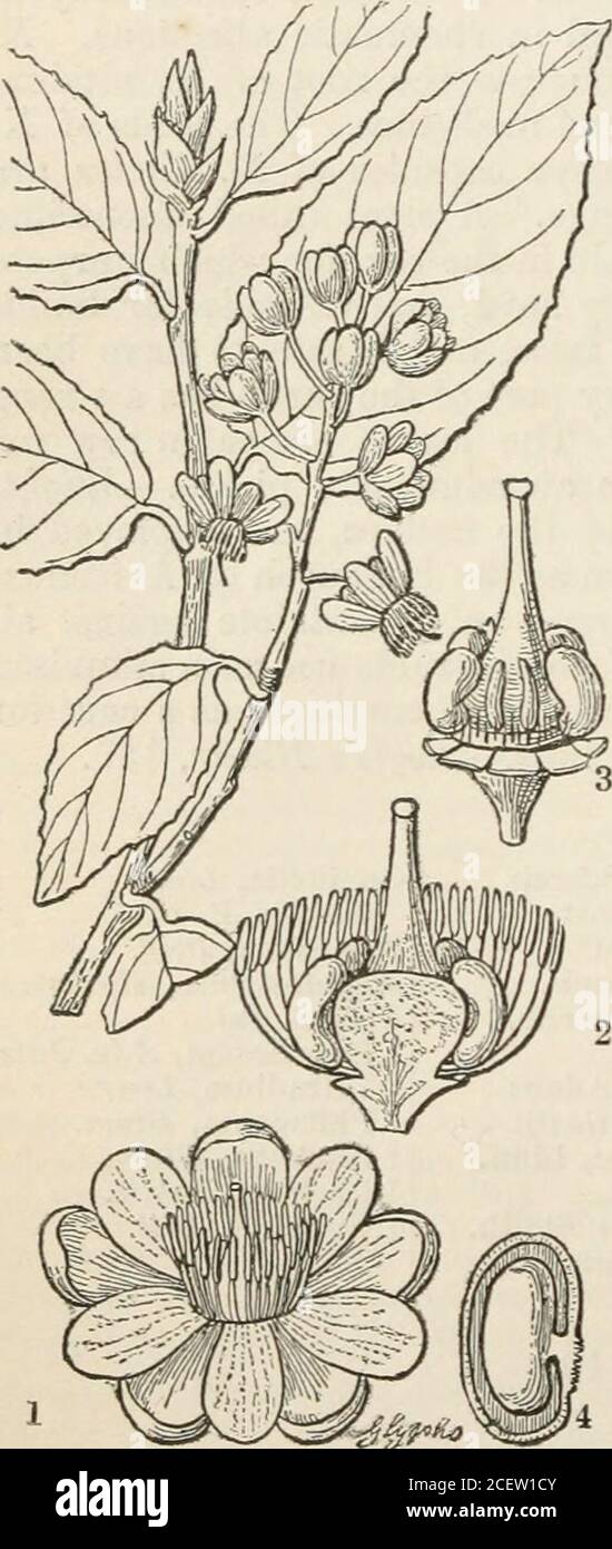 . The vegetable kingdom : or, The structure, classification, and uses of plants, illustrated upon the natural system. Seeds without albumenor nearly so ; embryo straight; radicle next thehilum ; cotyledons thick. The great fleshy gjTiobase, or torus, of the speciesconstituting this Order, affords theu strongest markof recognition. In this respect, indeed, there is anapproach to the peculiar structure of Cranesbills, oreven of some Mallowworts. The foliage is sometimesvery shining and marked with closely set veins Ukethose of Calophyllum, a genus of the Order of Gut-tifers. From the other Order Stock Photo