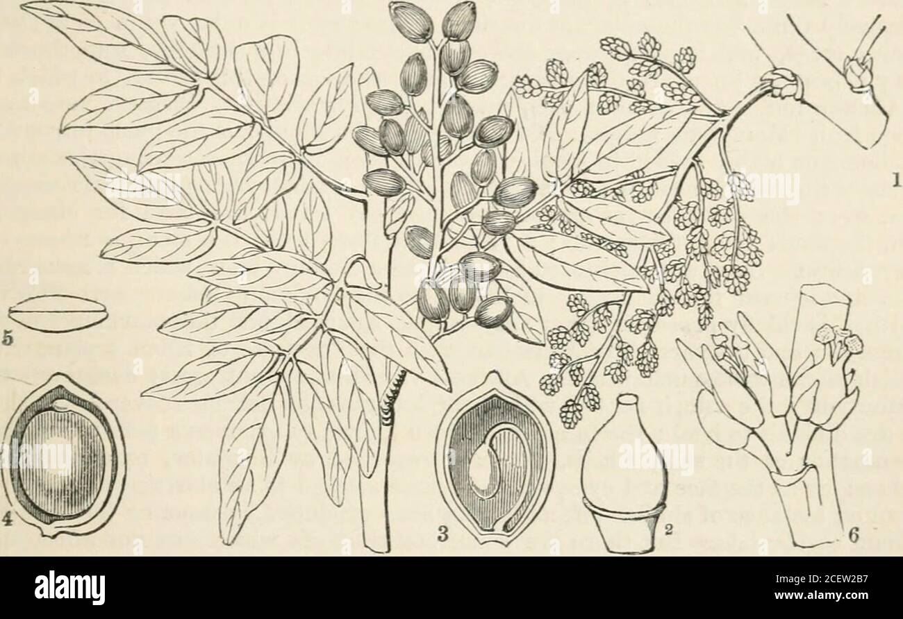 The Vegetable Kingdom Or The Structure Classification And Uses Of Plants Illustrated Upon The Natural System Bers Gen 33 Sp 150 Position Aurantiaceae Meliace Cedrelaceae Pittosporacece Rutales Anacardixvce 465 Order Clxxiv