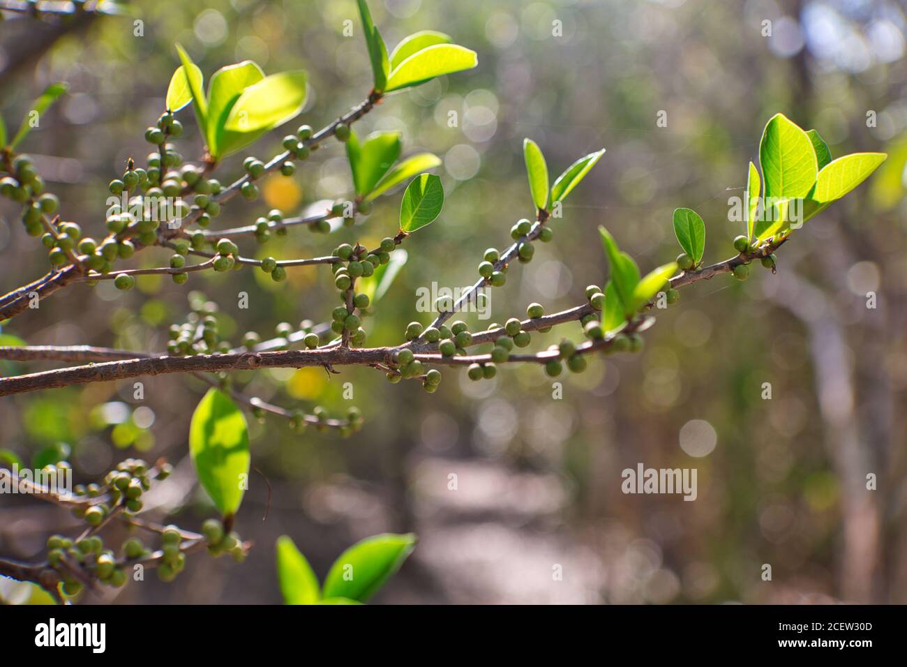 Fruit of the ebony tree growing on the coral island nature reserve of Ile Aux Aigrettes in Mauritius Stock Photo