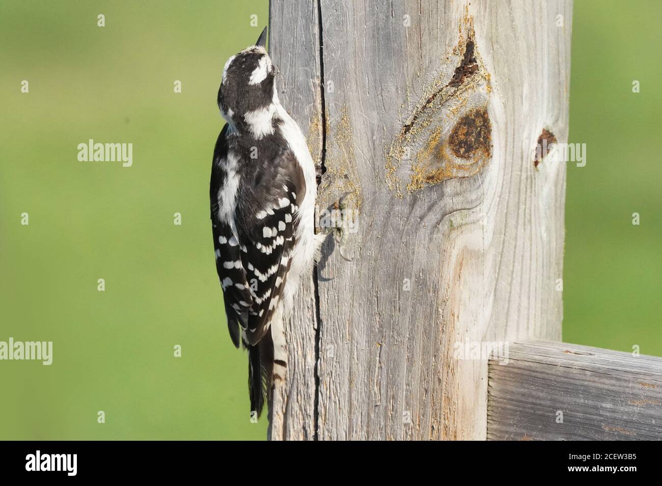 Downy woodpecker eating insects out of deck lumber Stock Photo Alamy