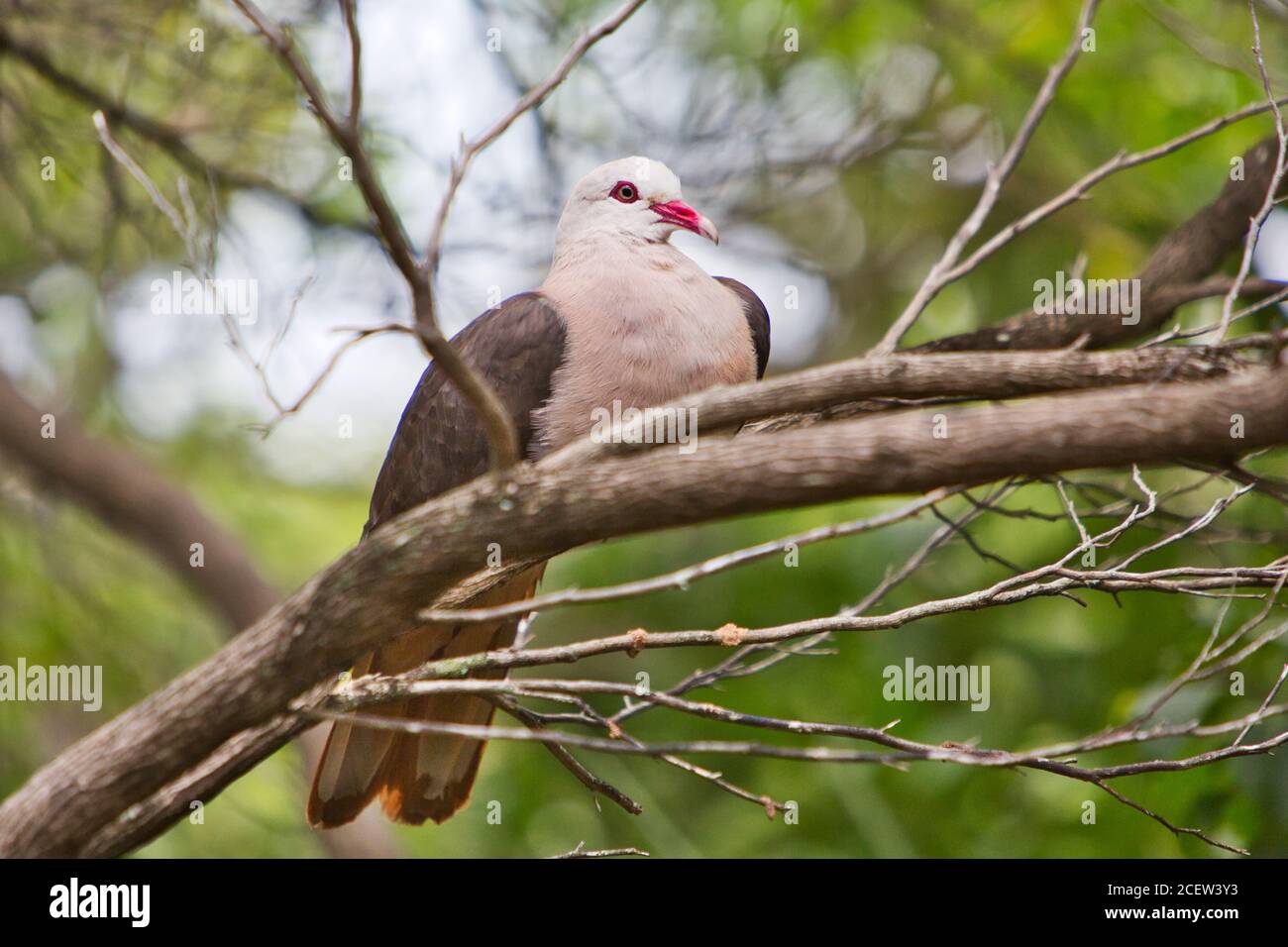 Pink Pigeon sitting on a branch on coral island nature reserve Ile Aux Aigrettes in Mauritius. Mascarene pigeon. Stock Photo