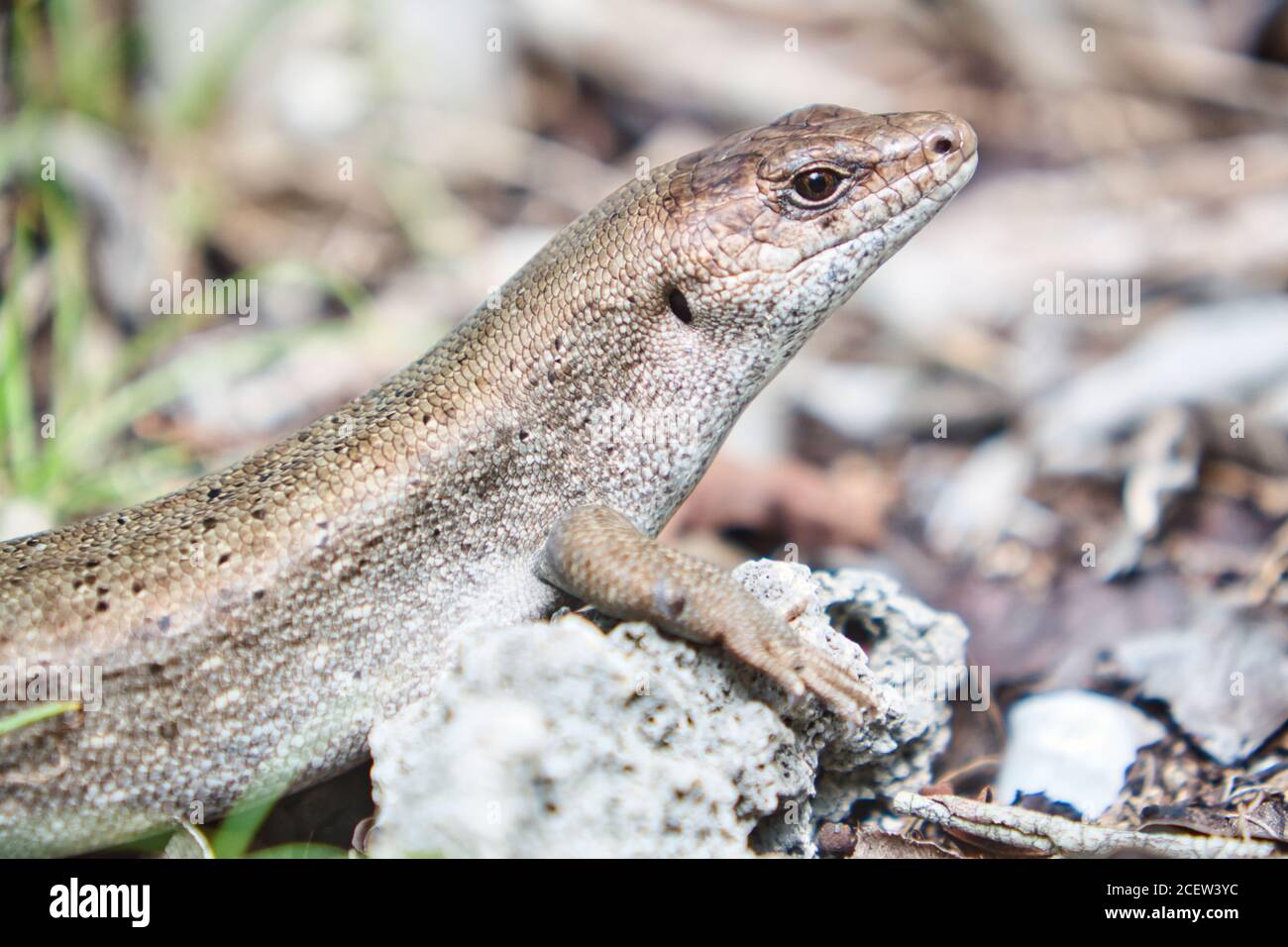 Telfair's Skink, Leiolopisma telfairii, The Round Island skink on Ile Aux Aigrettes coral island nature reserve in Mauritius Stock Photo - Alamy Telfair's Skink, Leiolopisma telfairii, The Round Island skink on Ile Aux Aigrettes coral island nature reserve in Mauritius Stock Photo - Alamy