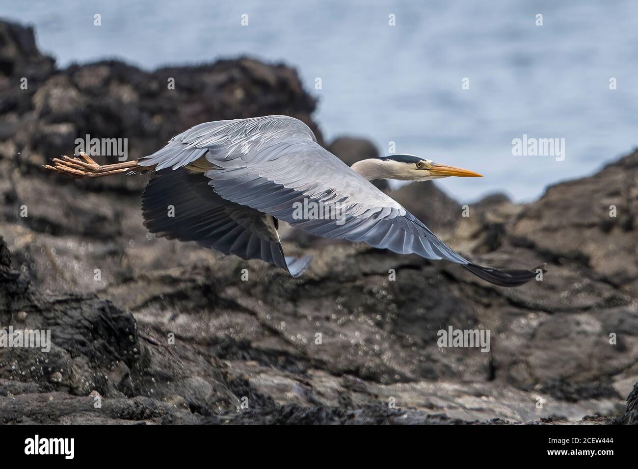 Heron on a mission to catch some fish on a beach in Scotland Stock Photo