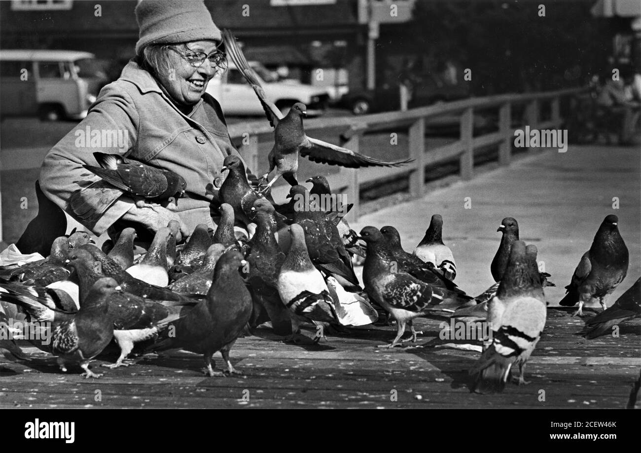 Local woman who feeds the pigeons everyday in downtown long beach California and did for some years and was happy to do so as her husband had died and this made her get out every day Stock Photo