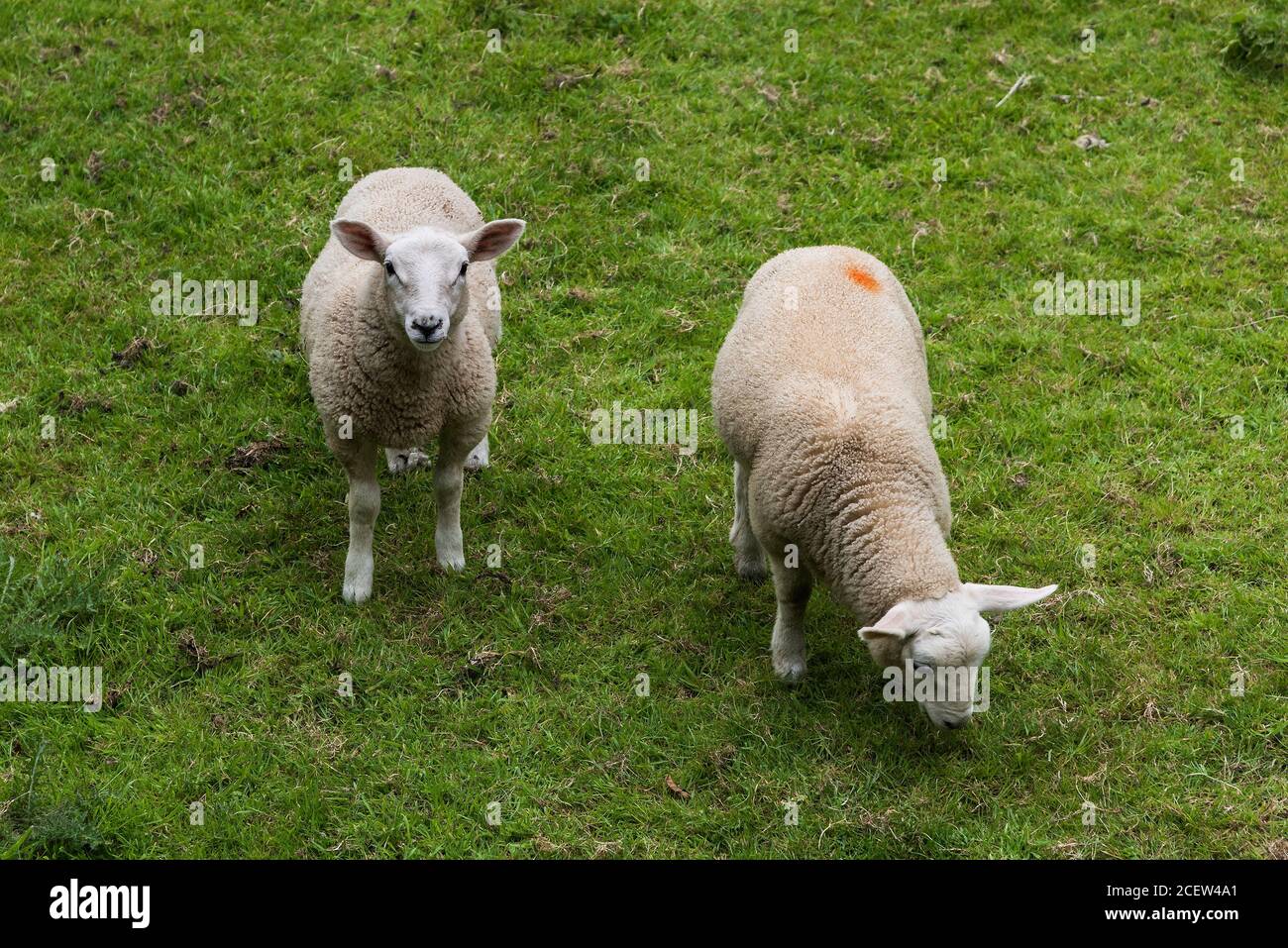 Two young sheep in a meadow. Stock Photo