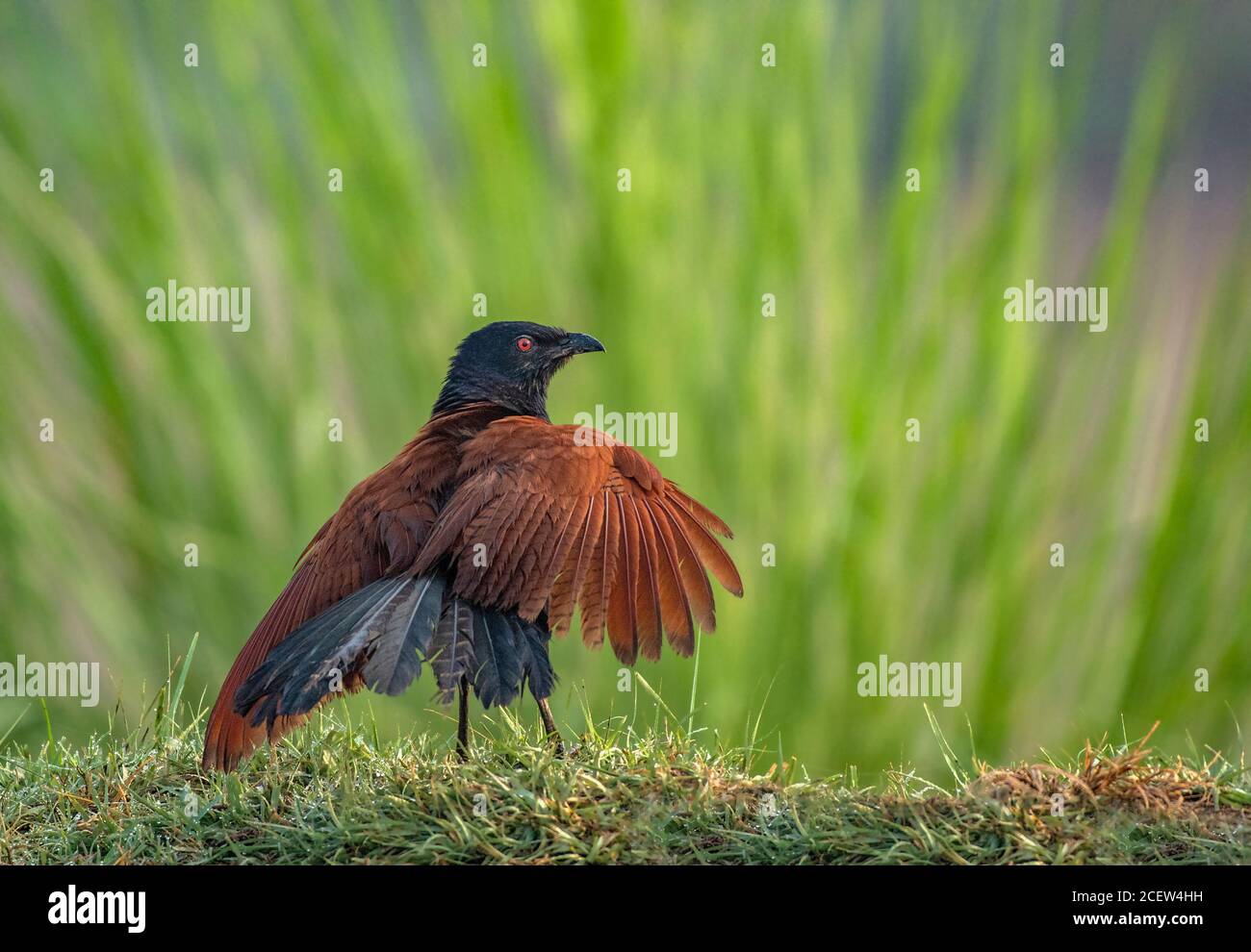 wildlife and birds of Pakistan Stock Photo Alamy