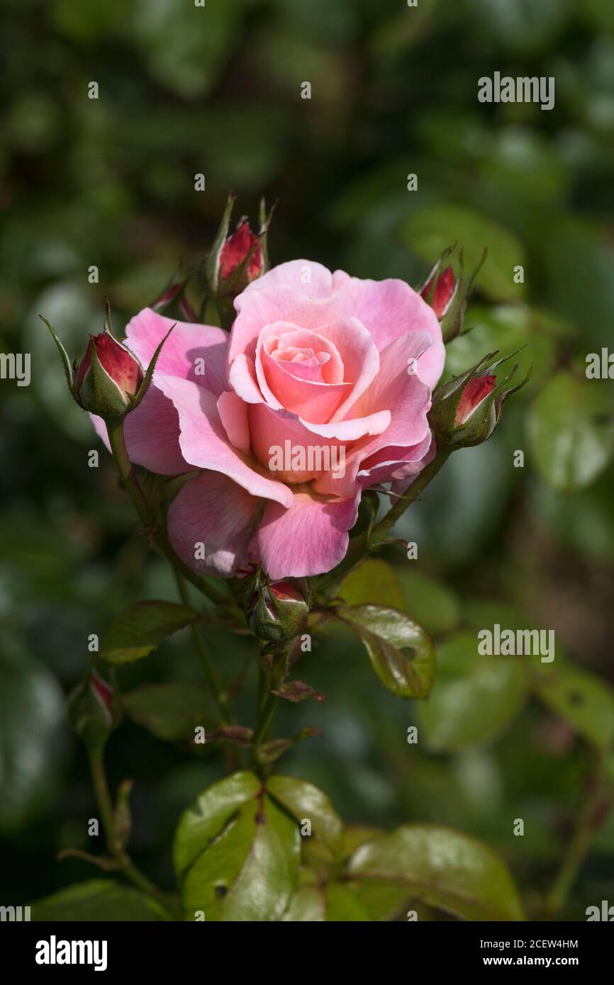 Rosa ‘Albertine’. Stock Photo