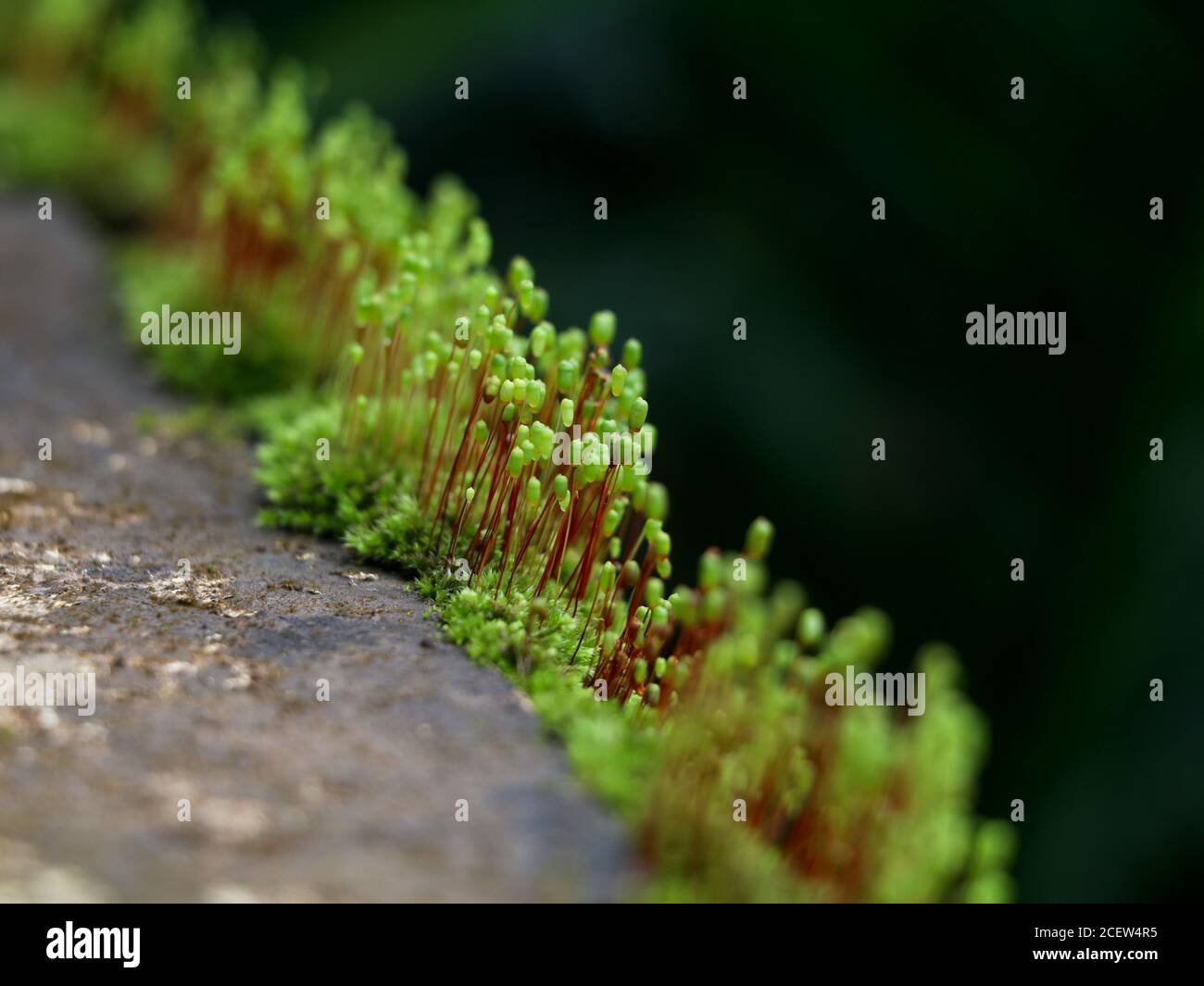 Close up shot of moss sporangia on a wall surface, selective focus Stock Photo