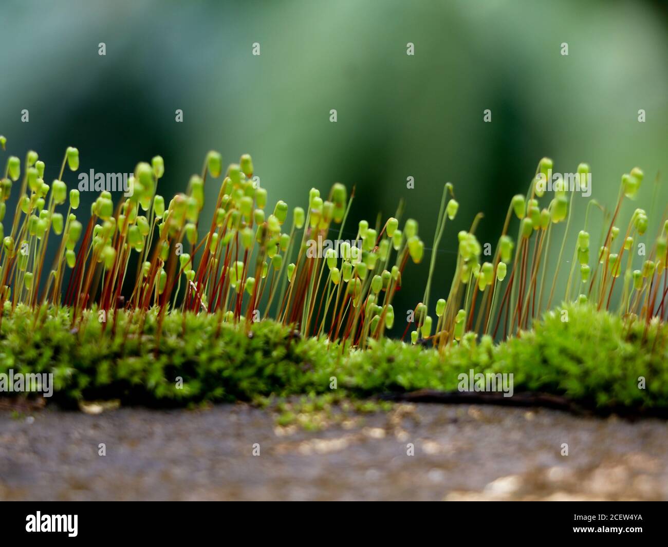 Close up shot of moss sporangia on a wall surface, selective focus Stock Photo