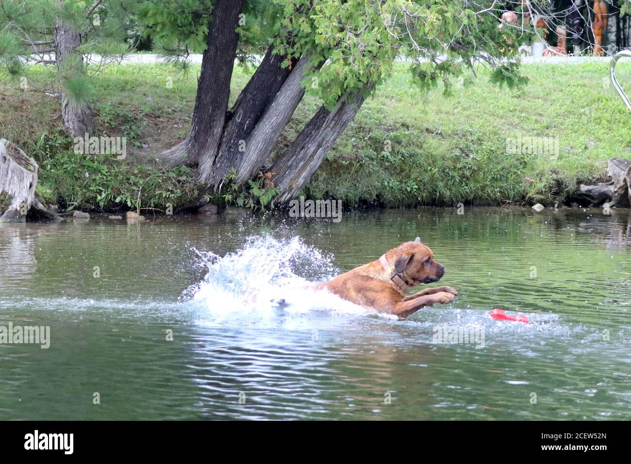 Dog jumping off dock into water playing fetch Stock Photo Alamy
