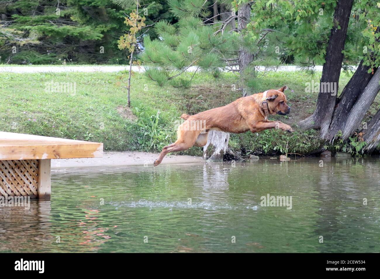 Dog jumping off dock into water playing fetch Stock Photo Alamy