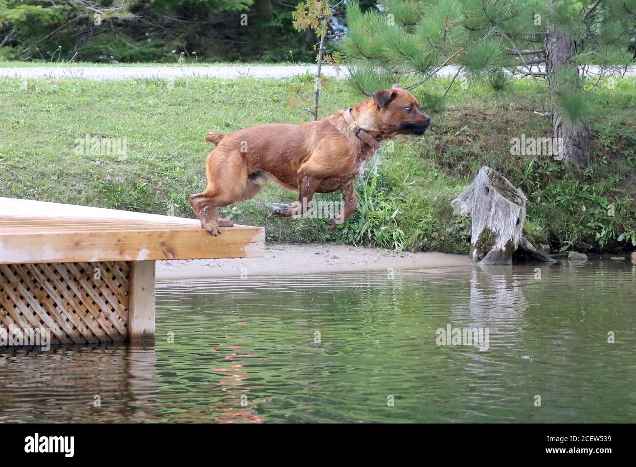 Dog jumping off dock into water playing fetch Stock Photo Alamy