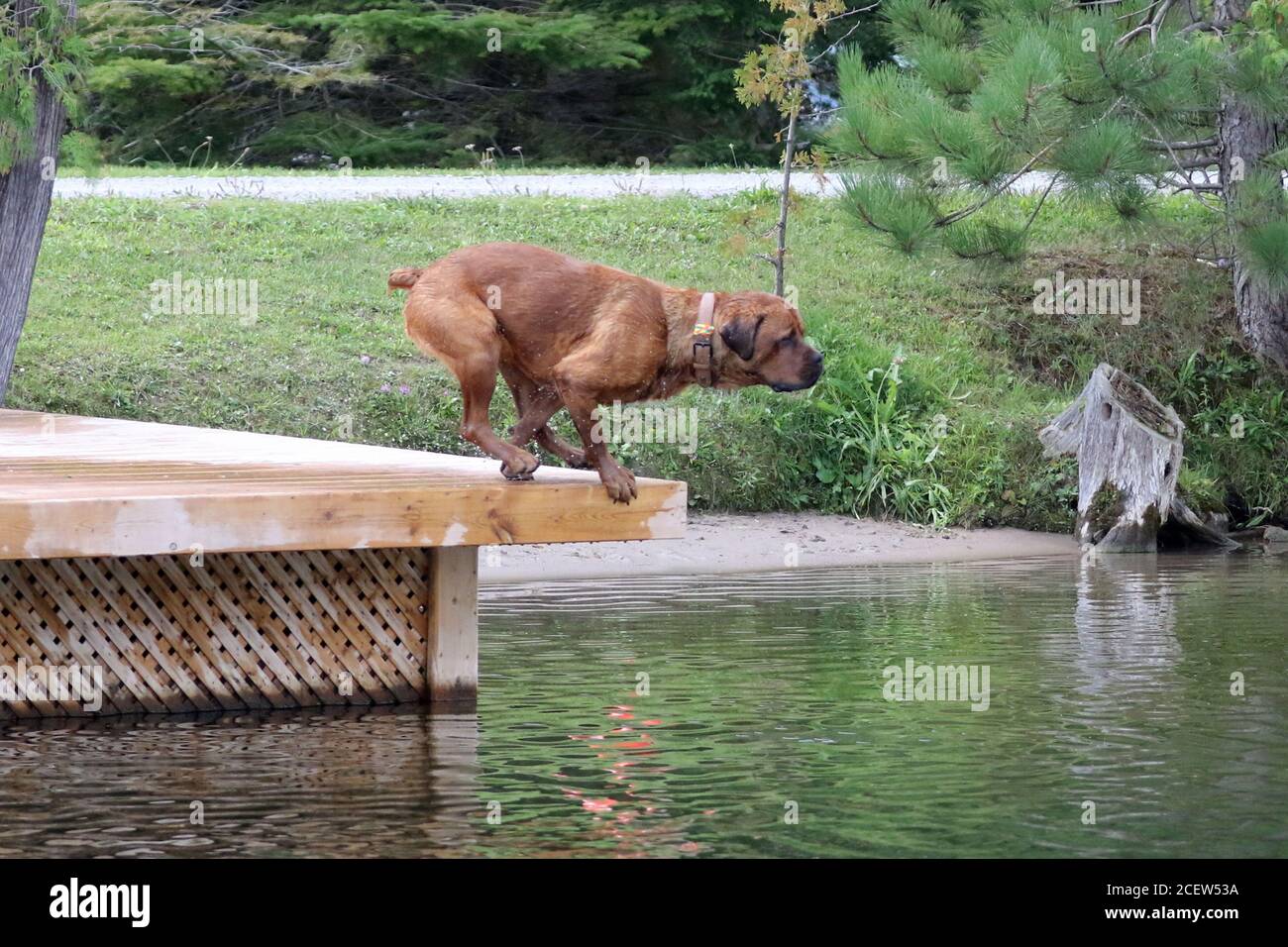 Dog jumping off dock into water playing fetch Stock Photo Alamy
