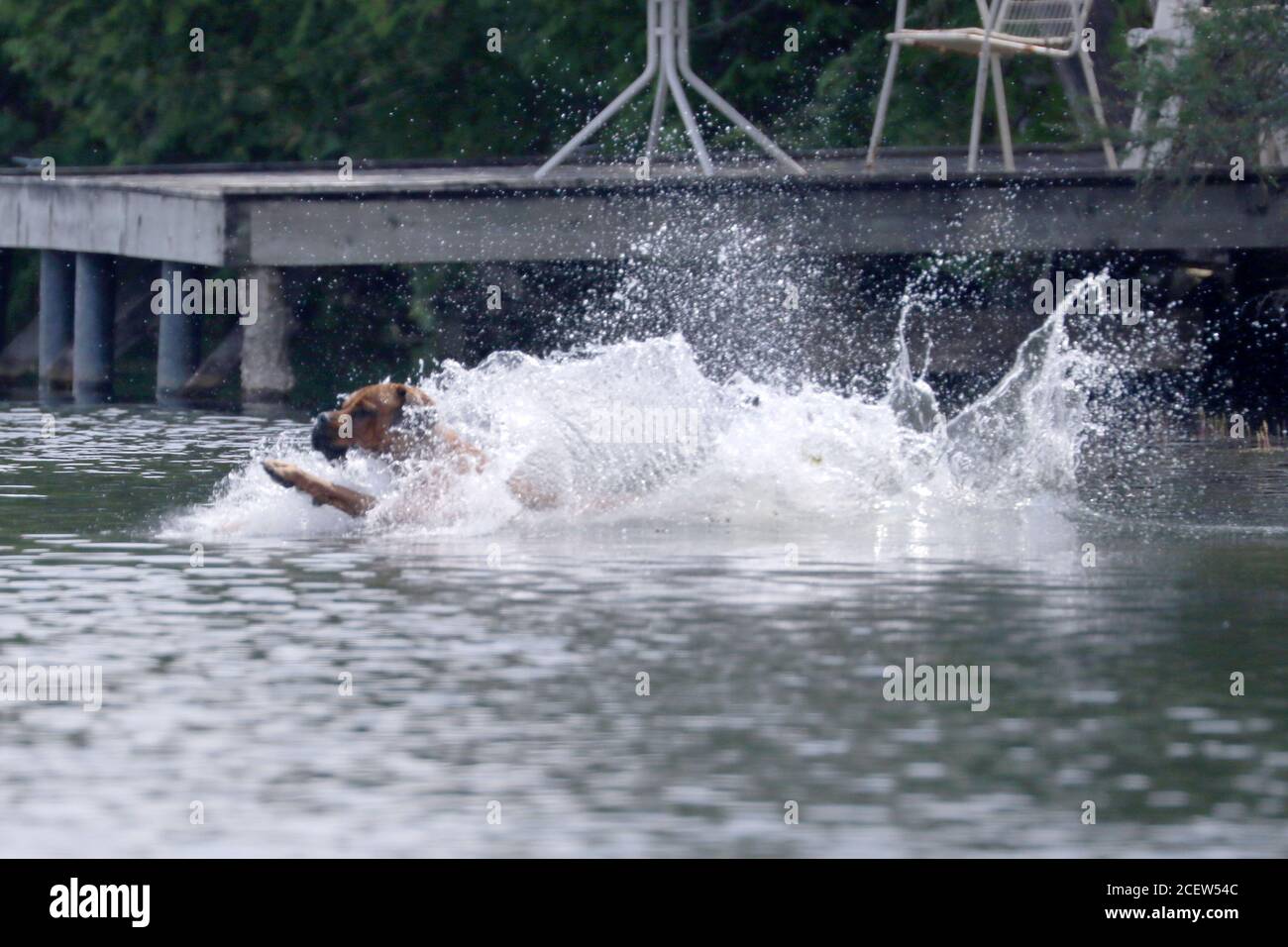 Dog jumping off dock into water playing fetch Stock Photo Alamy