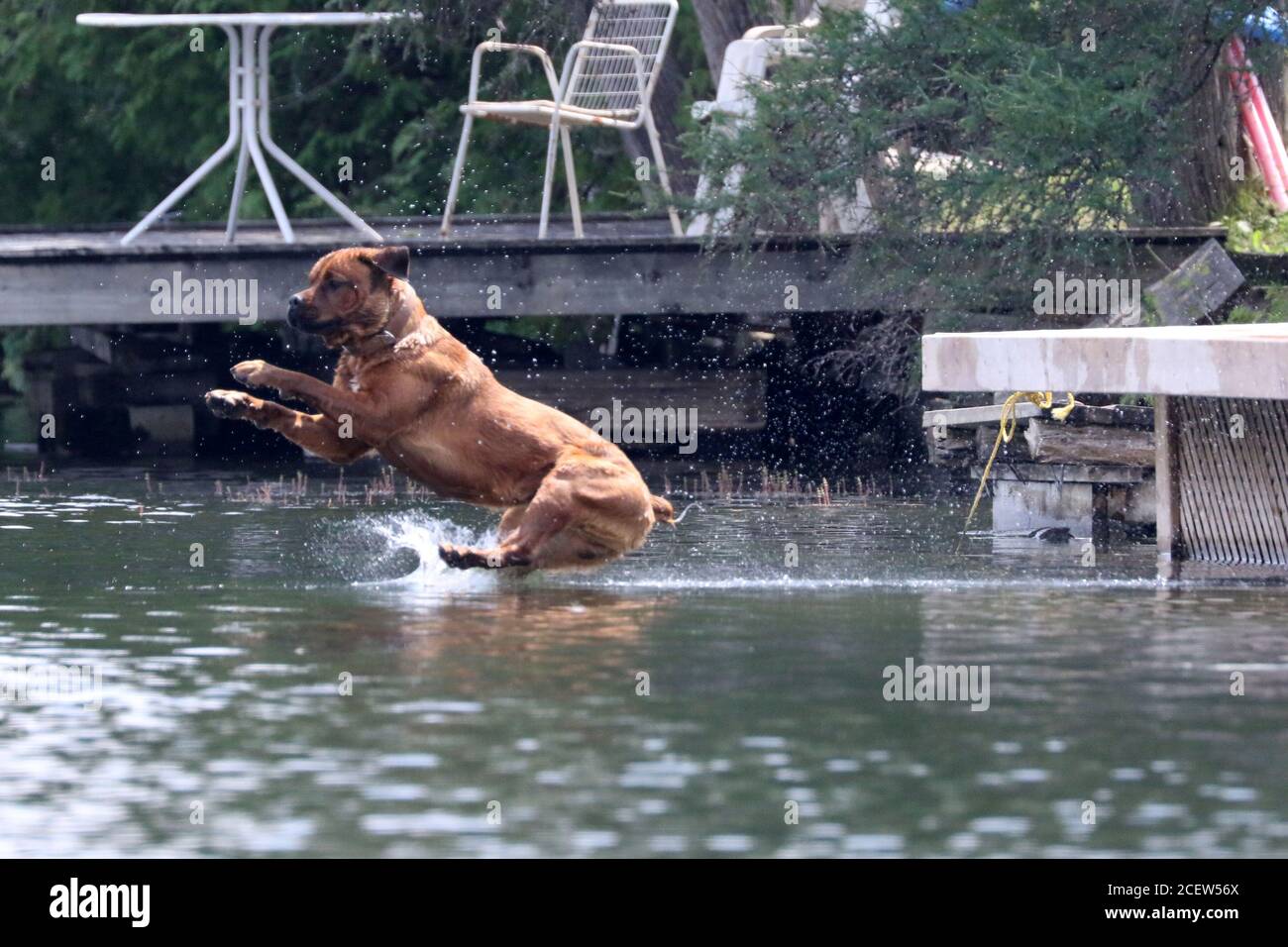 Dog jumping off dock into water playing fetch Stock Photo Alamy