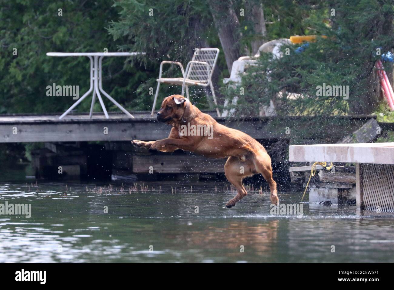 Dog jumping off dock into water playing fetch Stock Photo Alamy