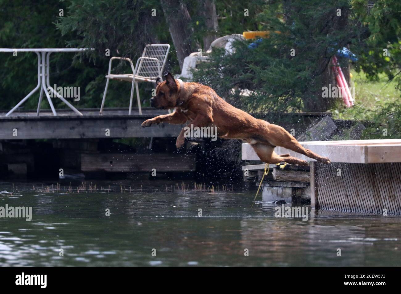 Dog jumping off dock into water playing fetch Stock Photo Alamy