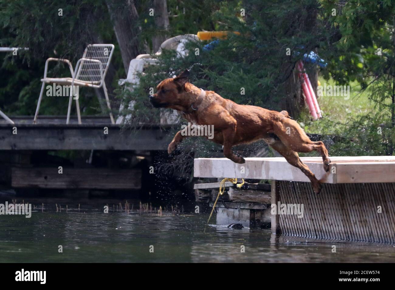 Dog jumping off dock into water playing fetch Stock Photo Alamy