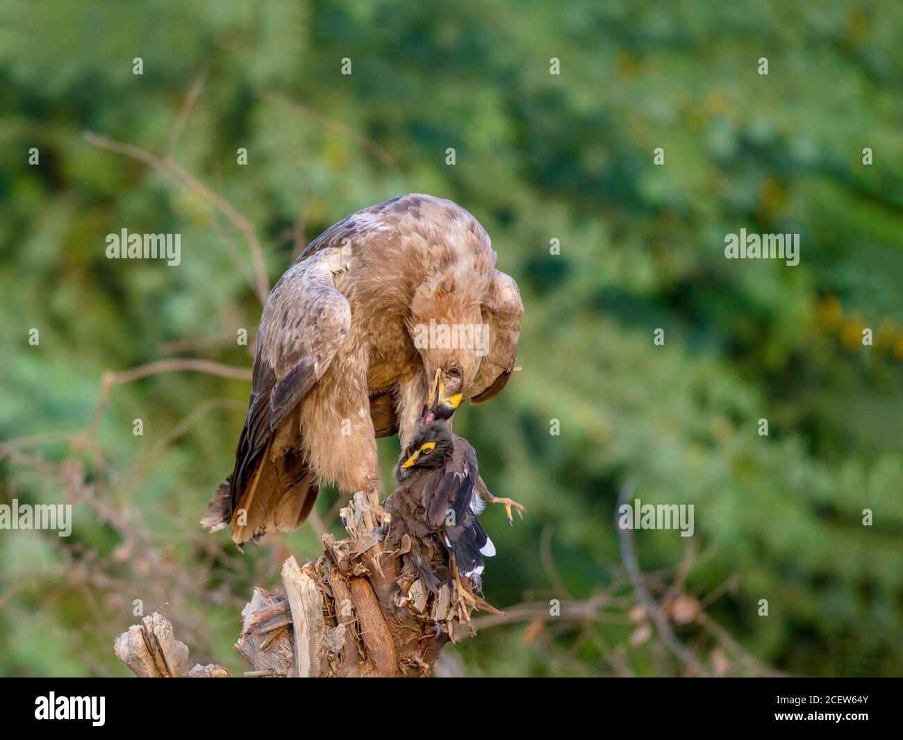 black shouldered kite, shikra, falcon, eagle, osprey , kestrel and other birds of prey in Pakistan Stock Photo